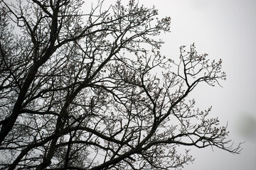 silhouette of a tree with a bird, eastern,nacka,sverige,sweden,stockholm.mats,autumn