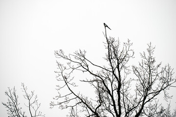 silhouette of a tree with a bird, eastern,nacka,sverige,sweden,stockholm.mats,autumn