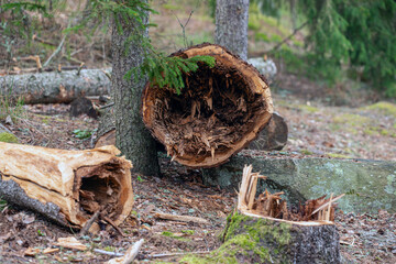 stump in the forest, eastern,nacka,sverige,sweden,stockholm.mats,autumn