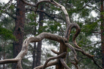 old tree trunk, eastern,nacka,sverige,sweden,stockholm.mats,autumn