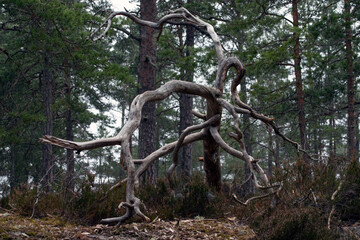tree in the woods, eastern,nacka,sverige,sweden,stockholm.mats,autumn