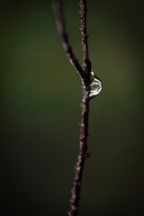 waterdrops a branch,nacka,sweden,sverige
