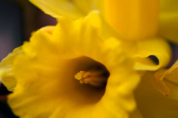 Fototapeta premium yellow daffodil flower, nacka,sverige,sweden,stockholm.mats,autumn