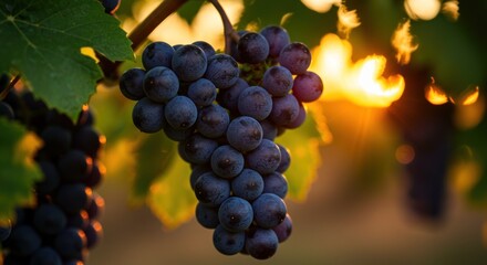 Ripe Grapes on Vine at Sunset - Photo