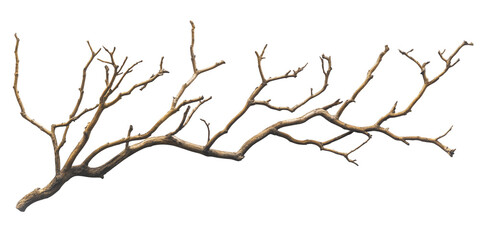 Dry tree branch isolated on white and transparent background