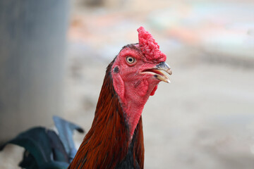 The fighting cock in garden nature farm