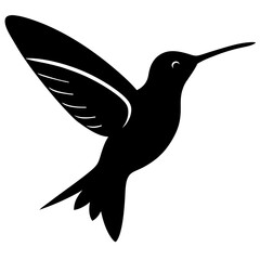 hummingbird vector illustration