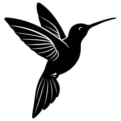 hummingbird vector illustration