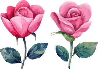 pink rose flower