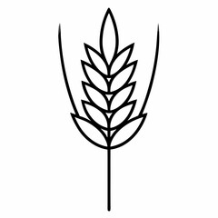 wheat ears isolated on white