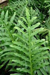 Monarch fern (Phymatosorus scolopendria) in the park