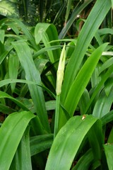 Obraz premium Moore’s Crinum or Natal Lily is about to bloom.