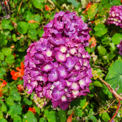Purple hydrangeas in Sakura Park Atok Benguet.