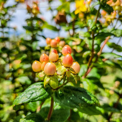 Pink Hypericum berries in Mt. Solis Atok Benguet.