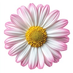 Beautiful Pink and White Flower with Delicate Petals and Vivid Yellow Center Against a Clean Background