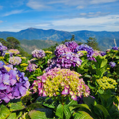 Fototapeta premium Pink hydrangeas in Northern Blossoms Atok Benguet.