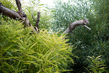 Pflanzen mit Treibholz 