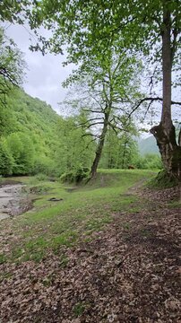 path in the forest