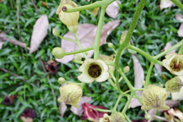 Close-up of Sausage Tree flowers in a park.