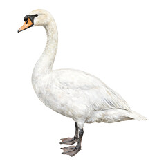 Obraz premium Elegant White Swan Isolated Hand Drawn Watercolor Painting Illustration with Graceful Neck Pose