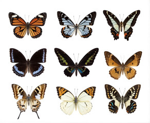 Fototapeta premium Butterflies isolated on white background