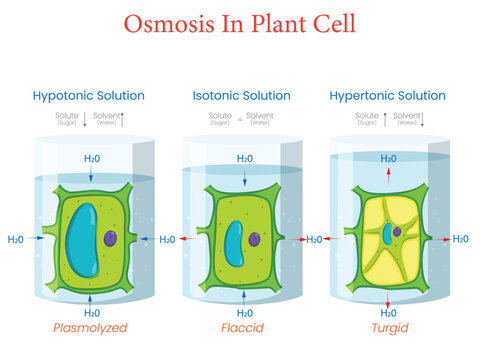 Plant Cell Osmosis Diagram Showing Hypotonic Isotonic and Hypertonic Solutions Effects
