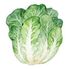 Fototapeta premium Fresh Green Chinese Cabbage with Detailed Leaves Isolated Hand Drawn Watercolor Painting Illustration