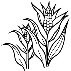 ears of wheat isolated