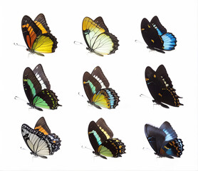 Butterflies isolated on white background