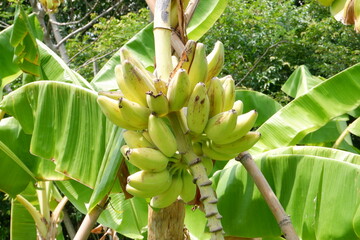 Close-up of green bananas in the garden. © Ellevena