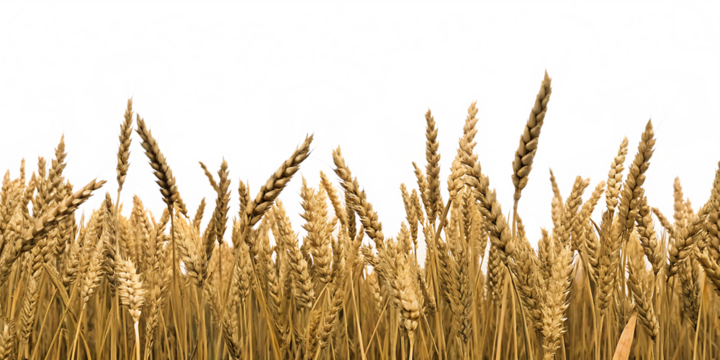 Golden wheat field in summer, a ripe yellow cereal crop swaying under the rural sky, promises a bountiful grain harvest.
