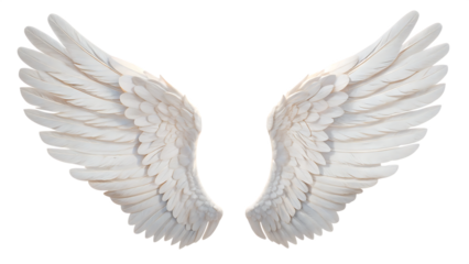Isolated angel wings on white, a vector illustration of feathered bird wings, evokes a symbol of angelic flight and design.