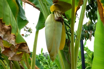Close-up of Yellow banana flower in the garden.