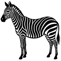 zebra vector illustration