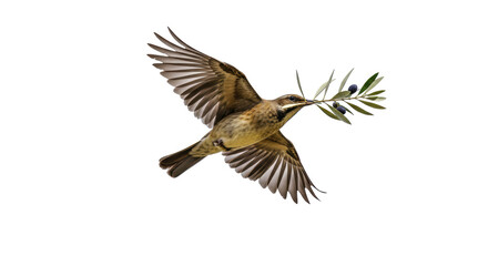 Naklejka premium Isolated Bird in Flight Carrying Olive Branch Symbol of Peace