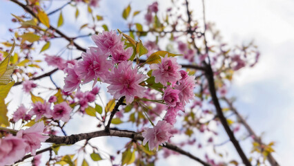 Close-up of blooming Sakura blossoms with soft bokeh