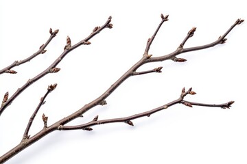A delicate bare branch against a stark white background