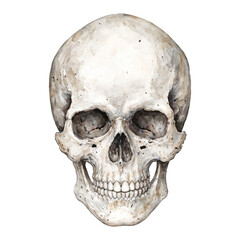Obraz premium Skull Head Isolated Anatomical Study Isolated Hand Drawn Watercolor Painting Illustration Front View