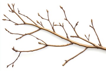 Fototapeta premium A bare branch with tiny buds hinting at spring s arrival showcasing nature s resilience against a stark white background