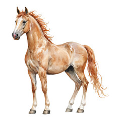 Obraz premium Elegant Horse with Brown Mane Standing Proudly Isolated Hand Drawn Watercolor Painting Illustration