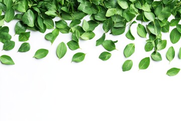Obraz premium Lush green leaves cascading down a white background creating a vibrant natural border with a clean minimalist aesthetic and bright airy
