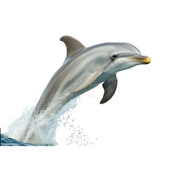 Naklejka premium Dynamic dolphin jumping out of water with splash and energetic motion, marine life, ocean animal, aquatic creature, wildlife, aquatic sports