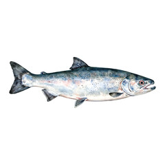 Obraz premium Fresh Salmon Fish Detailed Isolated Hand Drawn Watercolor Painting Illustration for Decoration Food Menu