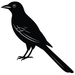 Drongo vector silhouette illustration logo