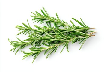 Fototapeta premium Fresh rosemary sprig vibrant green herb with needle like leaves against a bright white background