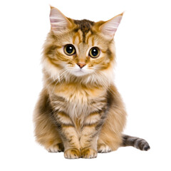 Fototapeta premium Adorable fluffy tabby kitten with large eyes sitting on white background, cute domestic feline with soft fur, curious expression, and vibrant markings