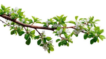 Blooming Branch: A close-up shot of a blossoming branch. showcasing delicate white flowers and fresh green leaves. A symbol of renewal and growth.