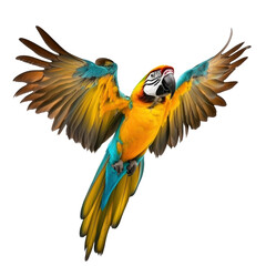 Fototapeta premium Vibrant macaw parrot with extended wings flying in mid-air isolated on white background showcasing colorful feathers and detailed wing patterns