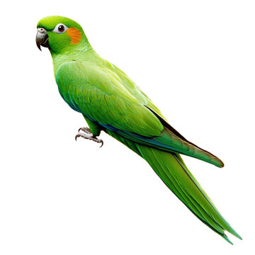 Colorful pet parrot perched with vibrant green feathers and orange cheek markings isolated on white background for bird species, wildlife, exotic bird images