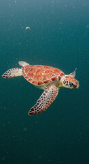Fototapeta premium Sea Turtle Swimming Gracefully in Ocean Water Wildlife